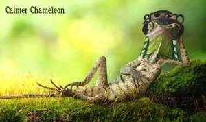 Calmer-Chameleon