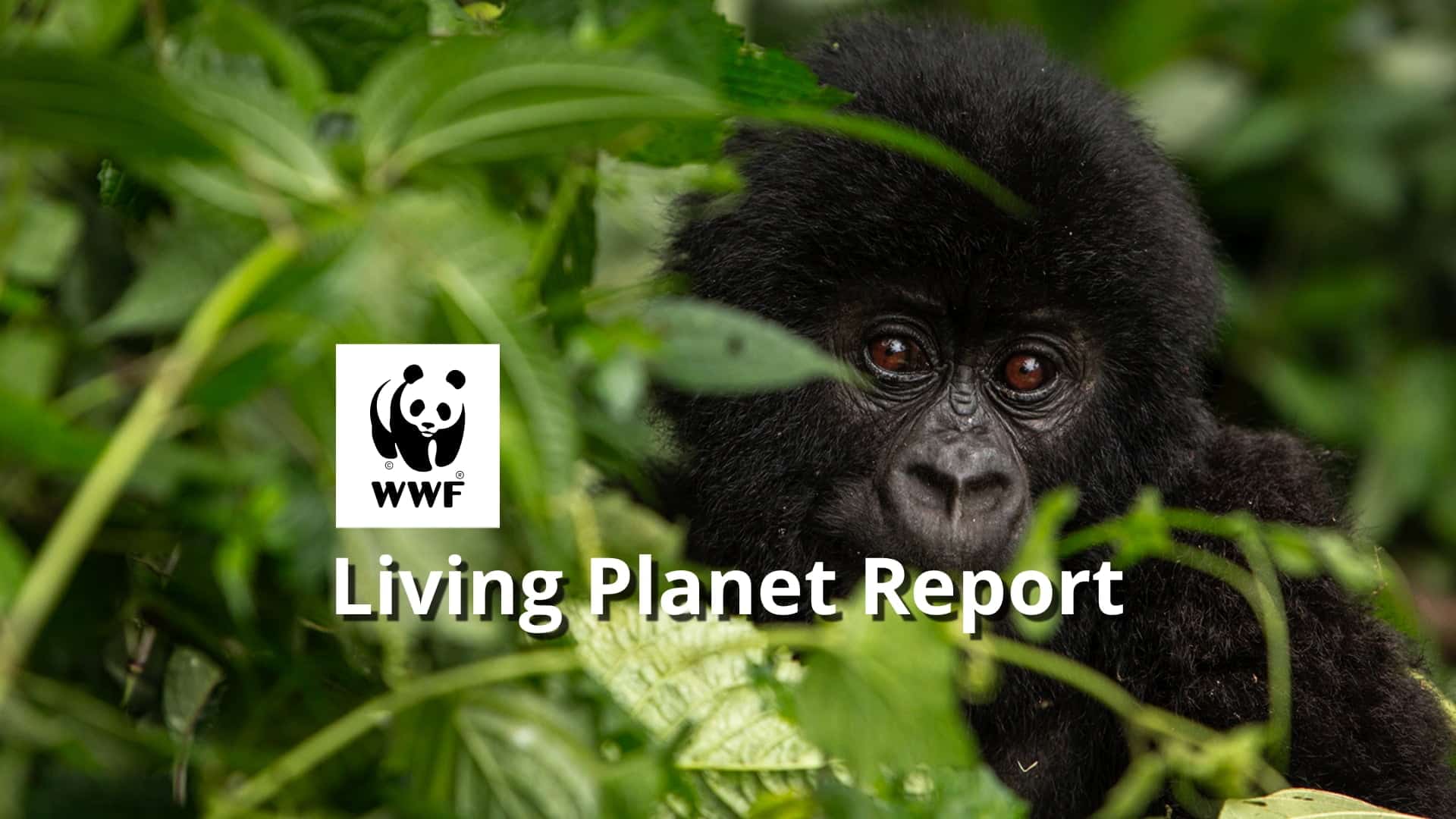 thefuture, Resurs, Living Planet Report