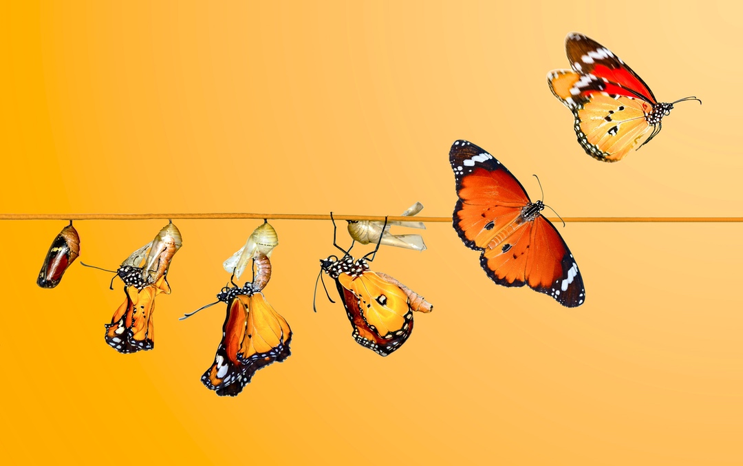 thefuture, Transformation