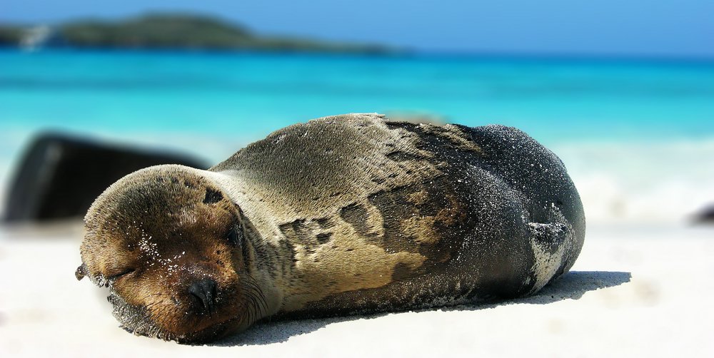 Faulenzender Seelöwe