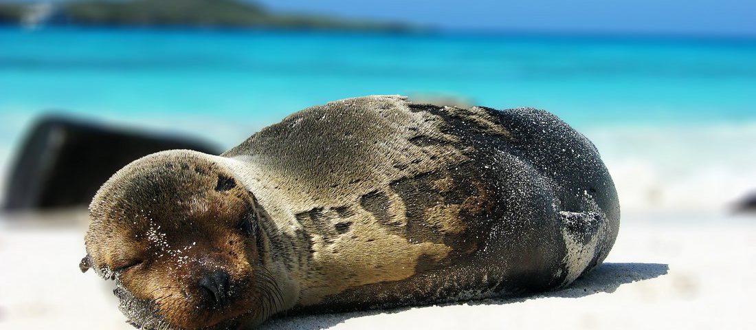 Galerie Galapagos