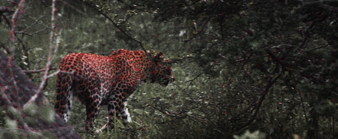yala nationalpark Leopard