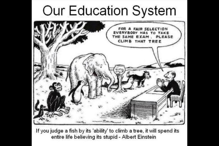 Cartoon showing multiple animals being asked to climb a tree. Including a fish, elephant, seal and a quote from Albert Einstein.