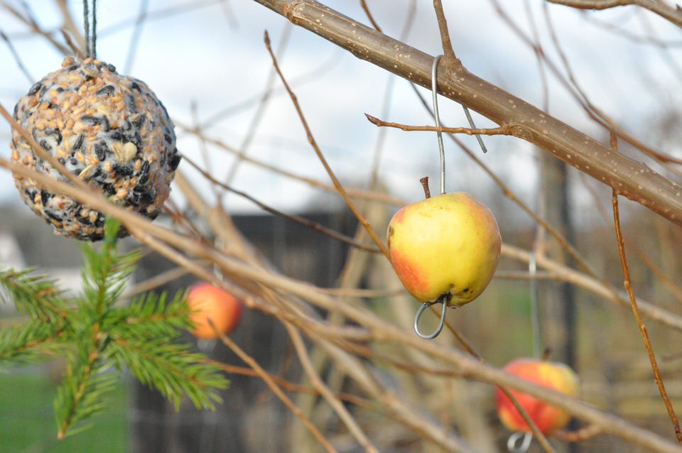 Apples for the birds