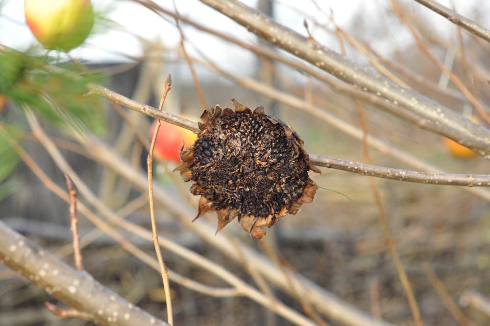 Dried sundflower