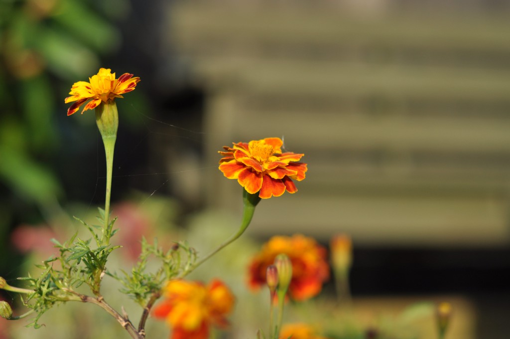 Tagetes er gode insektplanter