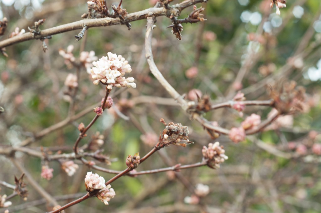 Kejserbusk Viburnum farreri