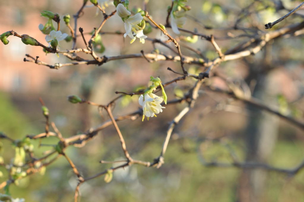 Vinterblomstrende gedeblad Lonicera fragrantissima