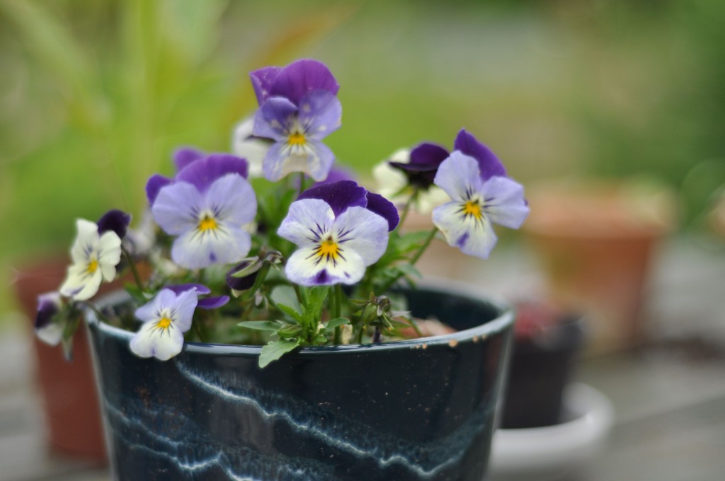 6 blomster som tåler et af fader Frost little black house