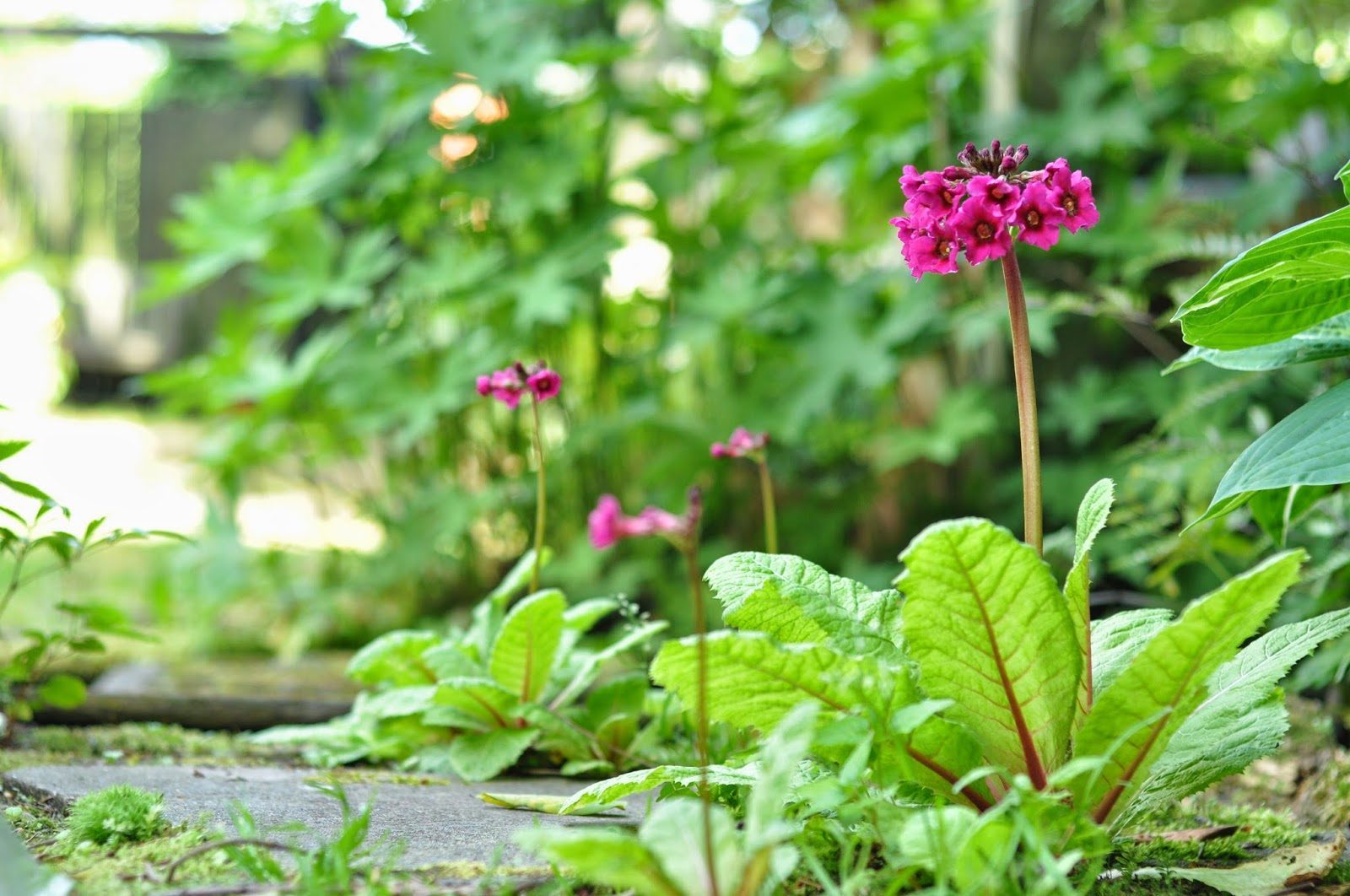 Primula japonica