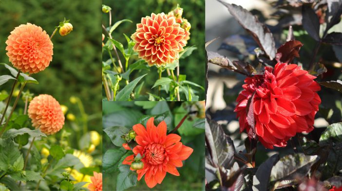 Blomsterbed med dahlia i abrikos og rød