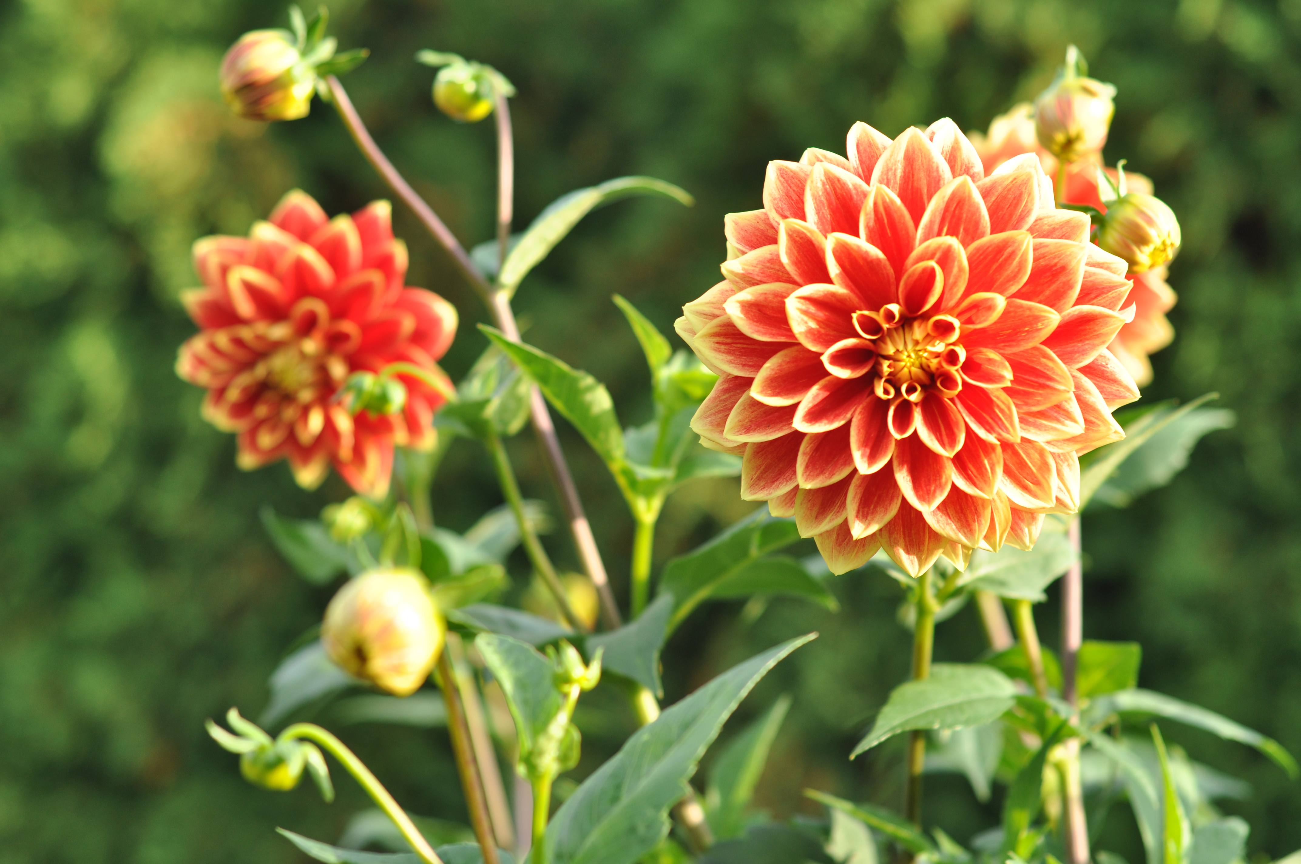 Dahlia Dutch Carnival