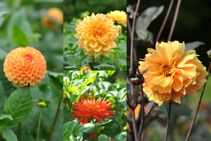 Blomsterbed med dahlia i abrikosfarver