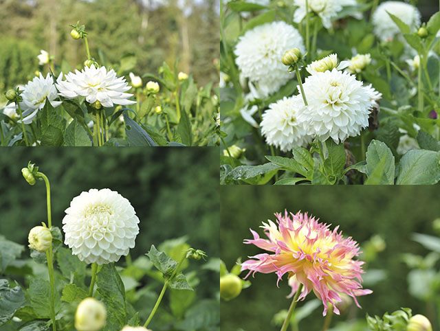 4 romantiske dahlia