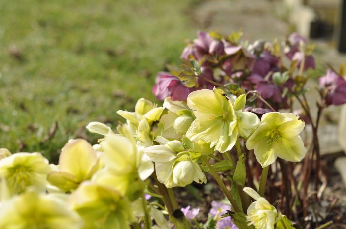 Helleborus i haven