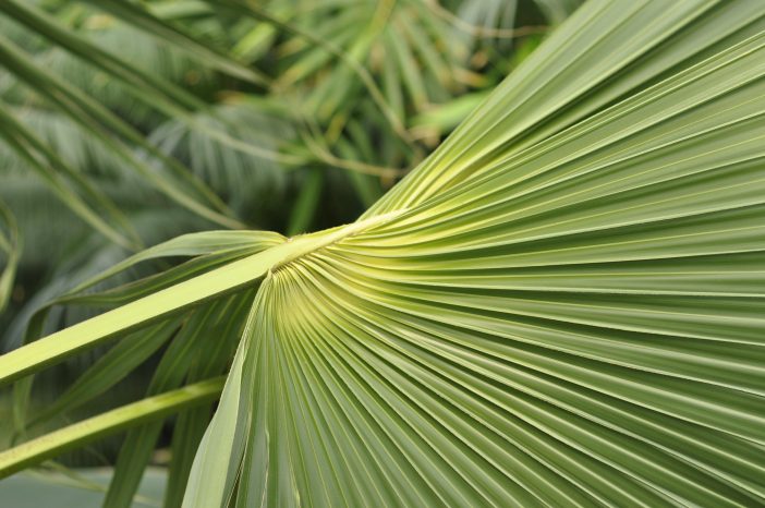 Palme i Palmehuset Botanisk have København