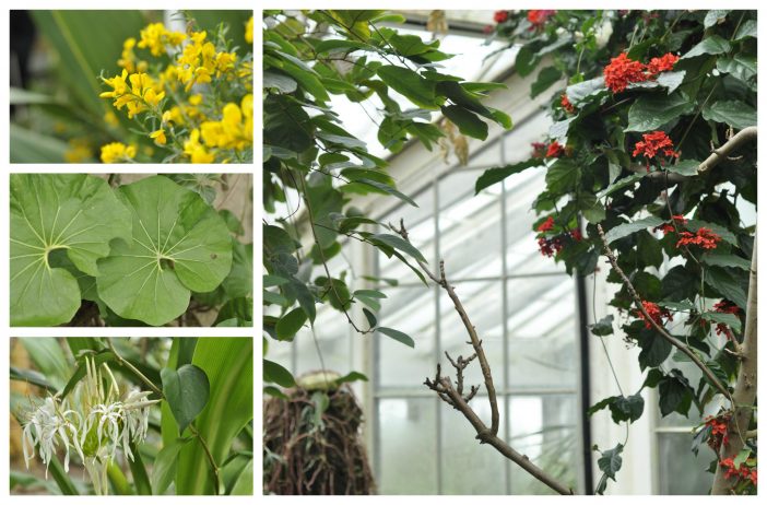 Blomster og planter i Palmehuset Botanisk have København