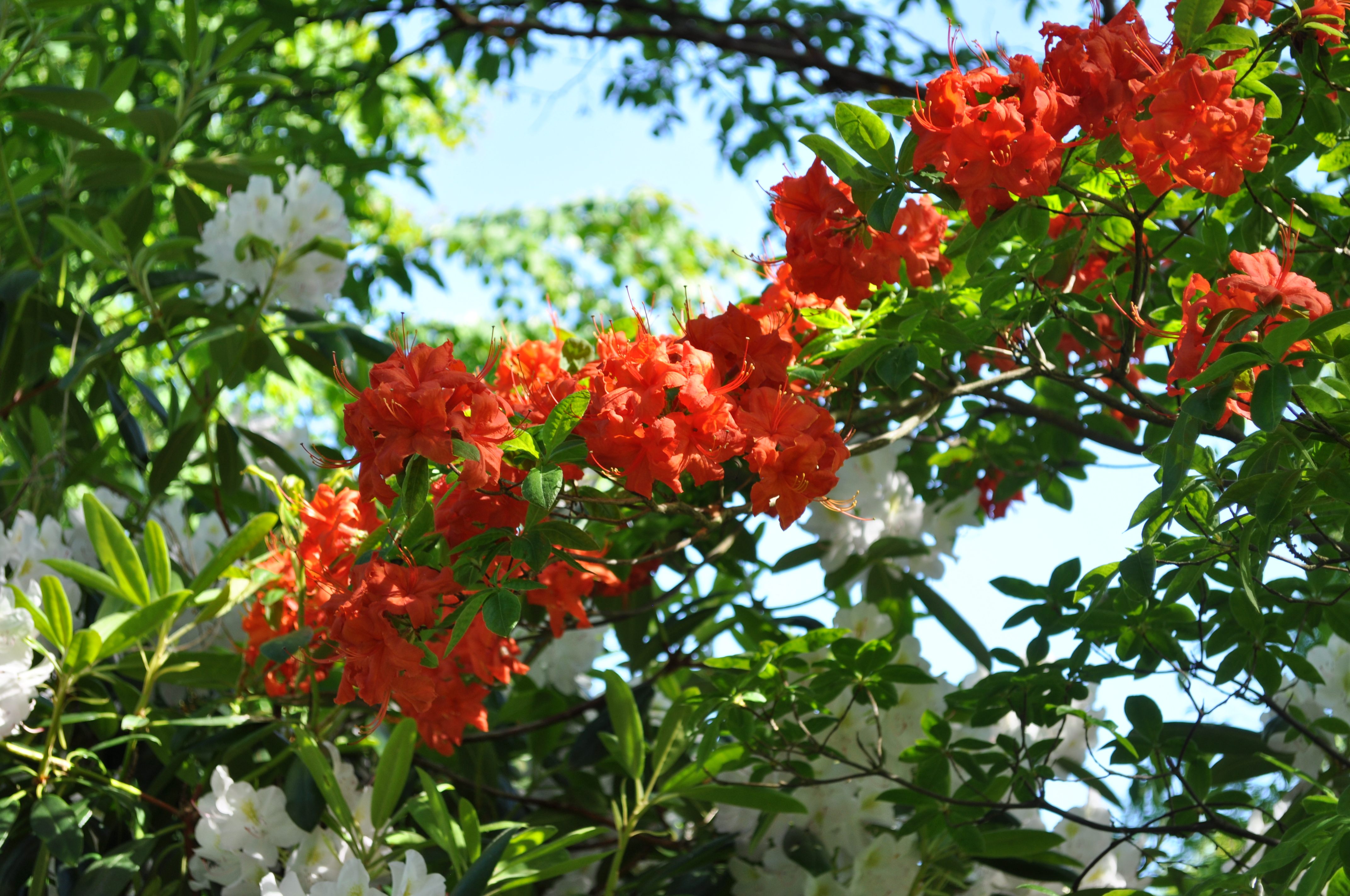 Azalea og rhododendron