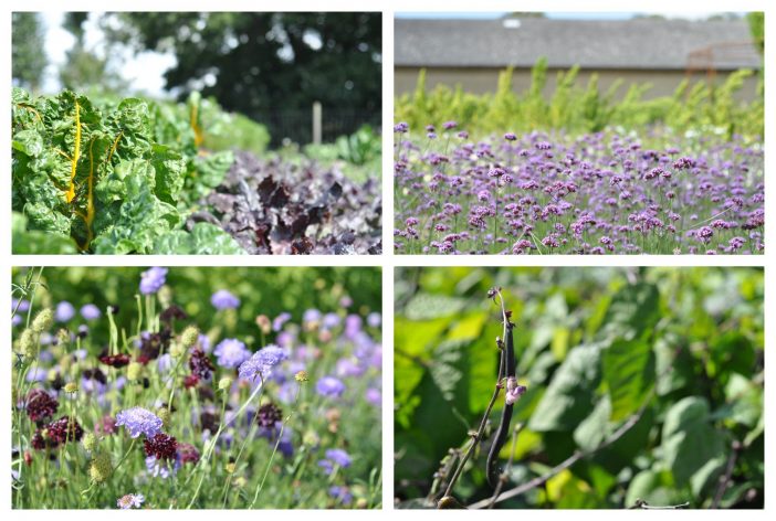 Rønnebæksholms potager