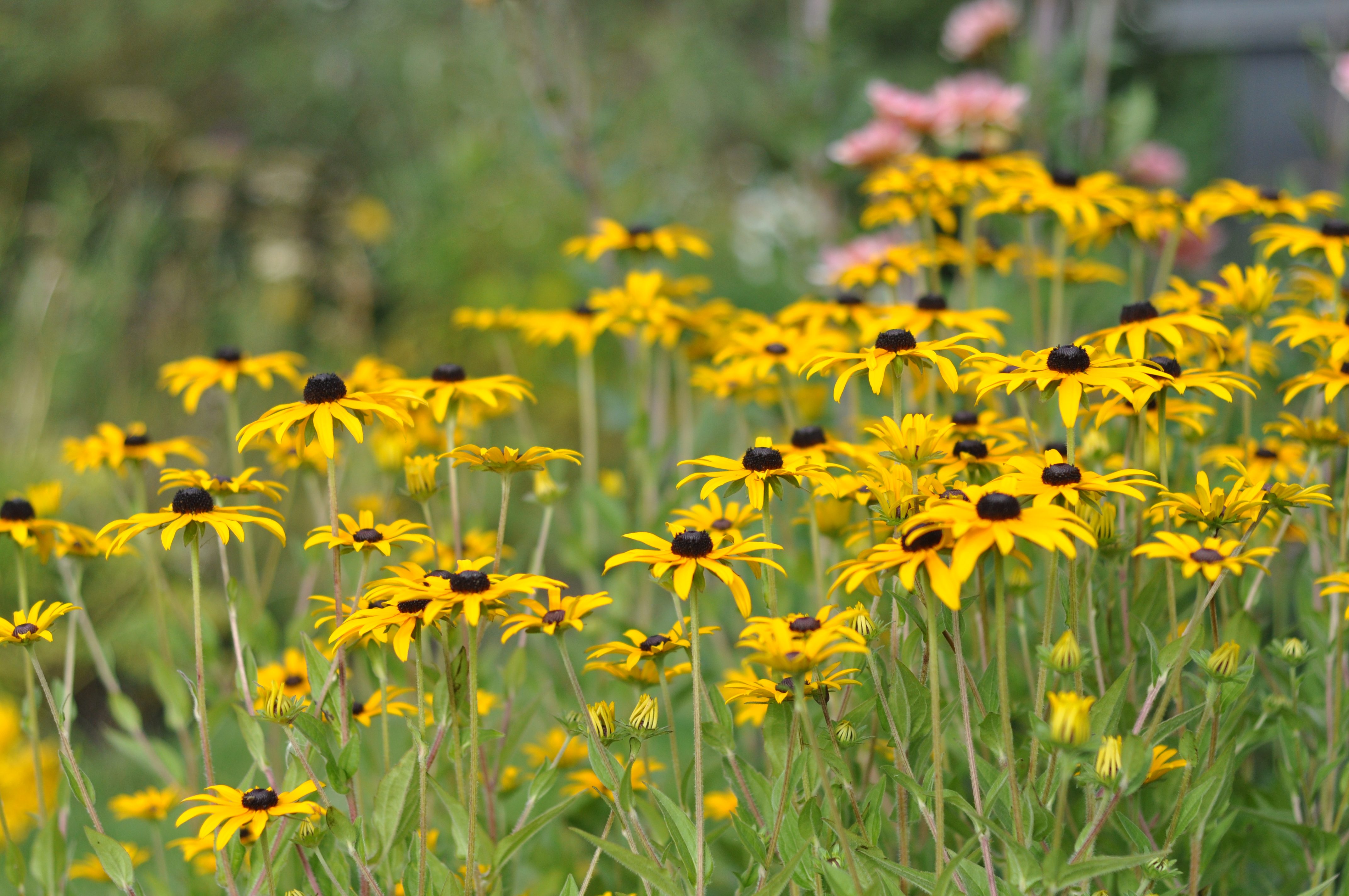 Solhat Rudbeckia fulgida