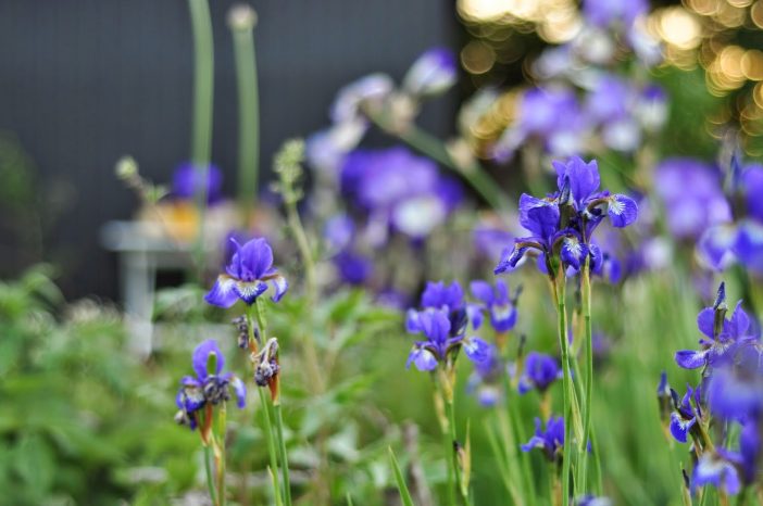 Blå sibiriske iris