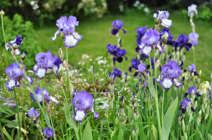 blå skæg iris