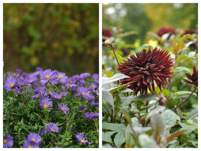 Efterårsplanter med smukke blomster