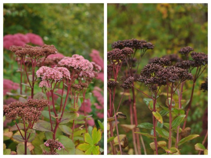 Efterårsplanter med smukke blomster