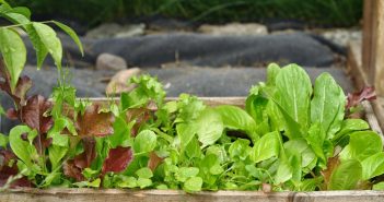 Salat i haven - små planter til udplantning