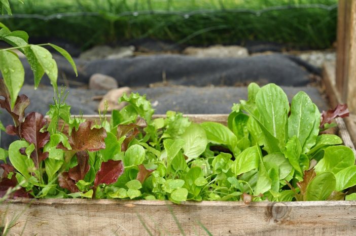 Salat i haven - små planter til udplantning