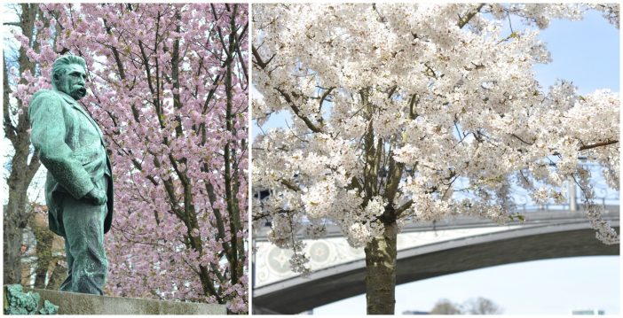 Blomstrende kirsebærtræer