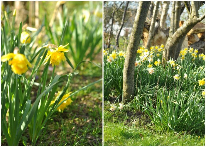 Narcisser i skovbedet