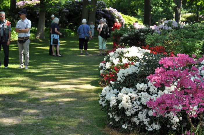 Blomstrende rhododendron i parken ved Nivaagaard