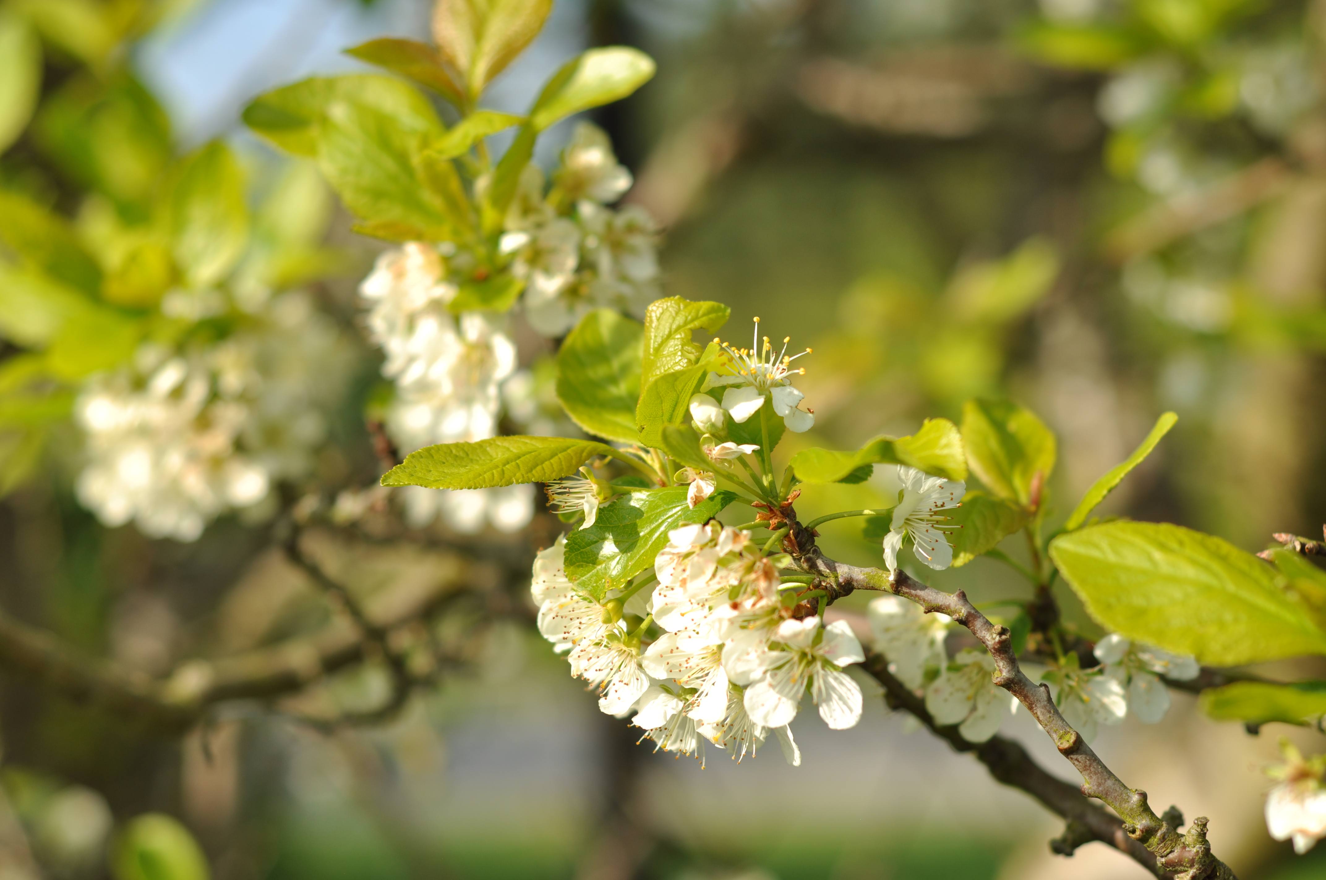 Blomstrende blommetræ