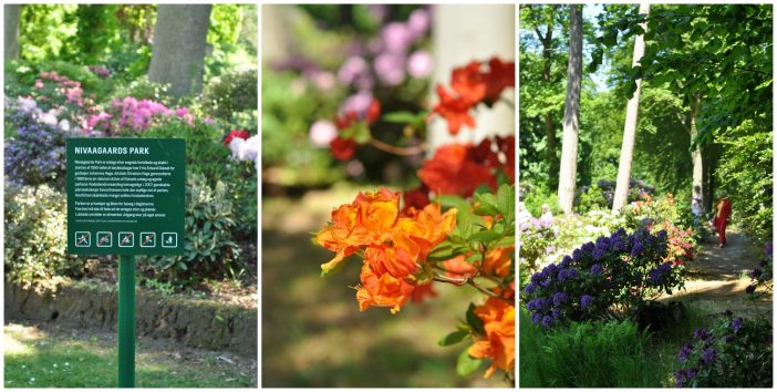 Blomstrende rhododendron i parken ved Nivaagaard