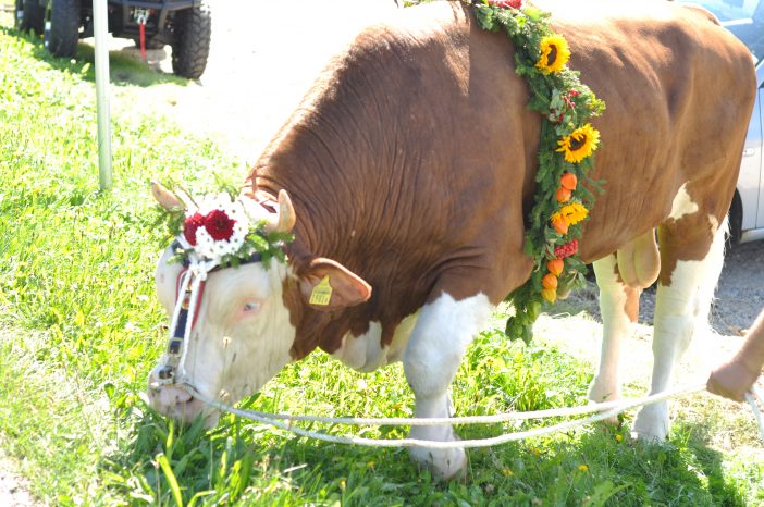 En præmietyr pyntet med blomster