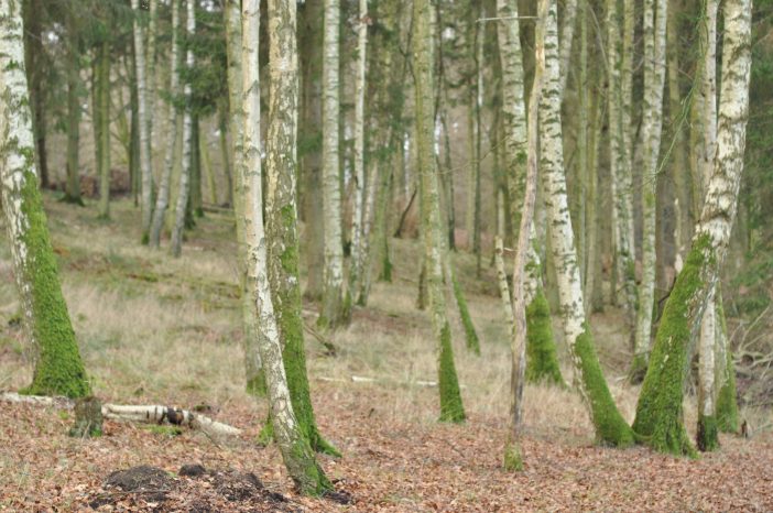 Urørt skov i Lekkende dyrehave - birketræer med mos