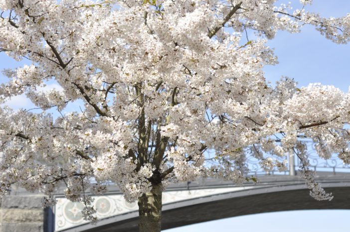 Blomstrende kirsebærtræer på Langelinie