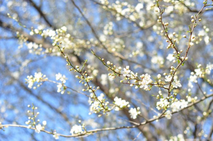 Blomstrende mirabelletræer