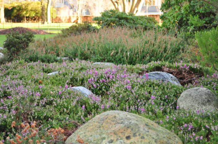 Vårlyng blomstrer i Landbohøjskolens have