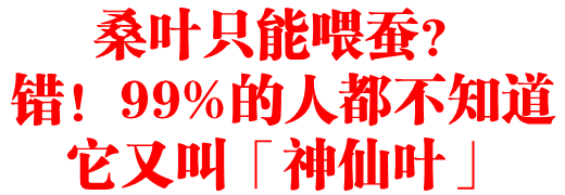 桑叶只能喂蚕？错！99%的人都不知道它又叫「神仙叶」