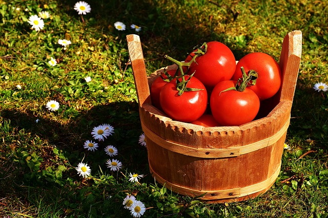 Tomatenduenger zum tomaten duengen in deutschland