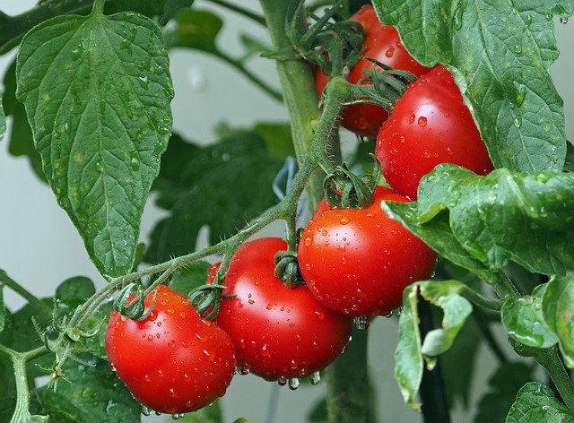 Tomatenduenger