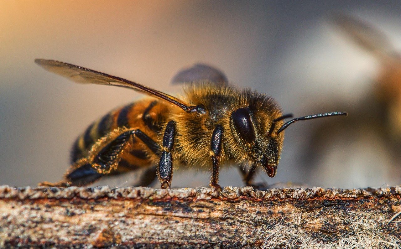 Wildbienenhotel für Wildbienen ganzjährig