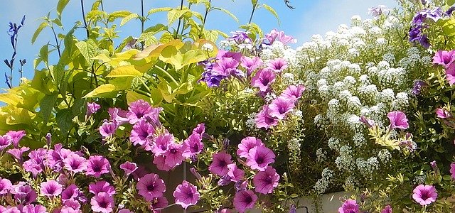 bienenfreundliche balkonblumen