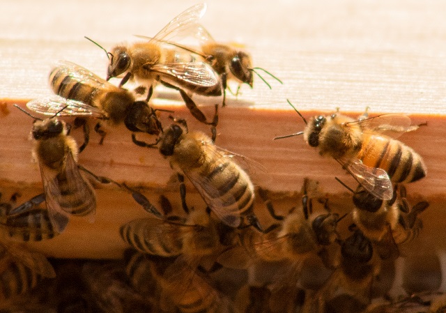 Bienen helfen mit einer Patenschaft für Bienen abschließen