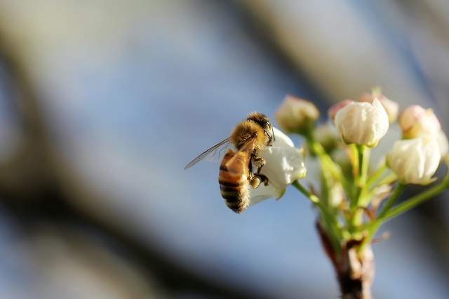 Bienenpatenschaft