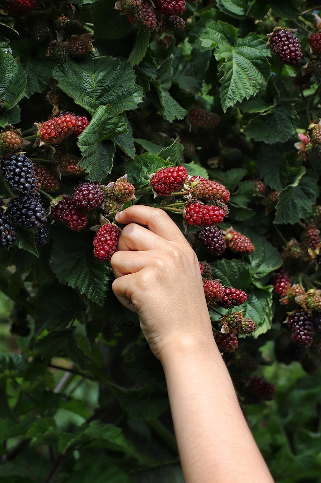 Brombeeren-Pflanzen