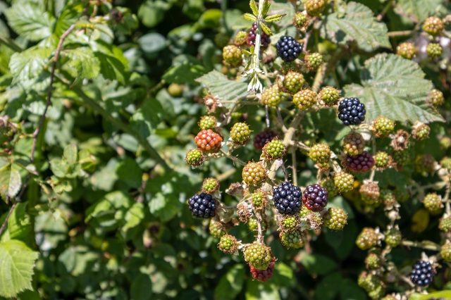 Brombeeren Rankhilfe anbauen