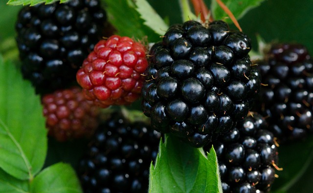 Brombeeren pflanzen